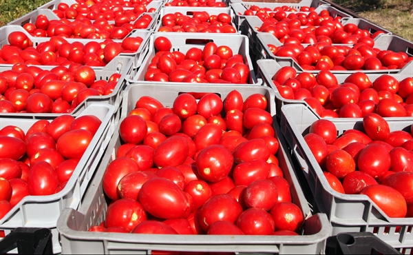 POMODORO DA INDUSTRIA, FIRMATO ACCORDO SUL PREZZO PER LA CAMPAGNA TRASFORMAZIONE DEL SUD ITALIA